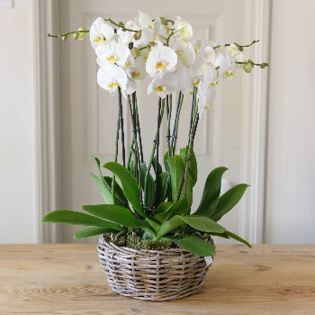 WICKHAM - Six stem White Phalenopsis Orchids and Pot.